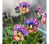 semi di viola cornuta perenni - biologici giardino decorazione esterno in vaso resistenti balcone 150pcs