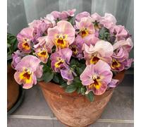 semi di viola cornuta perenni - decorazione antiche varietà in vaso resistenti giardino 300pcs