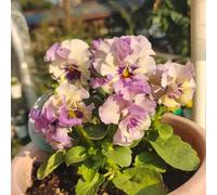 semi di viola cornuta perenni - giardino resistenti balcone Decorazione del balcone 20pcs