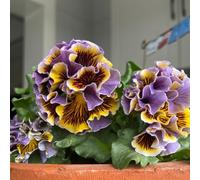 semi di viola cornuta perenni - regali sostenibili decorative resistenti balcone 200pcs