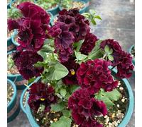 Semi di viola cornuta, semi da giardino acquistare di viola cornuta decorazione floreale, semi di campo 250pcs