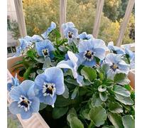 Semi di viola cornuta, semi da giardino da balcone resistenti semi di comprare viole cornute rare esotici 500pcs