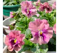 Semi di viola cornuta, semi di Le da giardino sono Le perenni sono comprare 450pcs