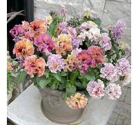 Semi di viola cornuta, semi di varietà antiche decorazione floreale, semi di campo di giardino 550pcs