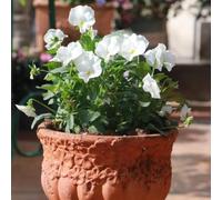 Semi di viola cornuta, semi resistenti biologici semi di varietà antiche acquistare 100pcs