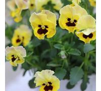 semi di viola del pensiero - aiuola rialzata perenni resistenti in vaso giardino 200pcs