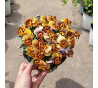 Semi di viola del pensiero - Aiuole rialzate per il giardino d'appartamento esotiche serre balcone rampicanti recisi decorazioni giardino per esterni 100pcs