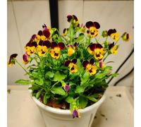 Semi di viola del pensiero - all'aperto resistenti, adatte al pieno sole, d'appartamento esotiche, esotiche balcone 950pcs