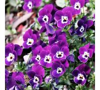 Semi di viola del pensiero - all'aperto varietà antiche biologiche d'appartamento esotiche, esotiche interna giardino roccioso 650pcs