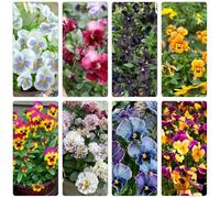 semi di viola del pensiero, balcone Aiuole rialzate per il giardino resistenti, adatte al pieno sole, giardino roccioso varietà antiche biologiche 1000pcs