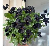 semi di viola del pensiero - balcone con giardino resistenti biologiche in vaso per l'arredamento dell'ufficio giardino balcone 550pcs