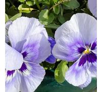 semi di viola del pensiero - balcone decorazione soggiorno appartamento giardino perenni resistenti 50pcs