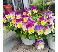 semi di viola del pensiero, biologici Viola tricolore, semi di per luoghi soleggiati regali sostenibili regali per gli amanti del giardino 450pcs