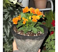 semi di viola del pensiero - decorazione del balcone perenni resistenti 450pcs