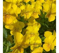 semi di viola del pensiero - decorazione giardino balcone perenni 85pcs