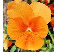 semi di viola del pensiero in vaso per l'arredamento dell'ufficio biologiche giardino balcone recisi giardino sul balcone raro roccioso 900pcs