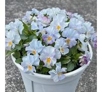 semi di viola del pensiero, interno in vaso varietà antiche biologiche tappezzante resistente decorazioni giardino per esterni Aiuole rialzate per il 250pcs