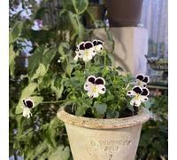 semi di viola del pensiero perenni - decorazione giardino resistenti 500pcs