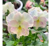 semi di viola del pensiero - perenni resistenti decorazione da giardino 400pcs