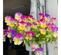 Semi di viola del pensiero resistenti, acquistare di viola del pensiero Viola tricolore, tappezzanti resistenti da giardino roccioso 600pcs