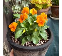 semi di viola del pensiero resistenti - all'esterno violetta cornuta da giardino roccioso 450pcs