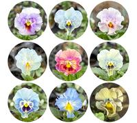 semi di viola del pensiero resistenti - all'esterno violetta cornuta perenni decorazione da giardino 400pcs