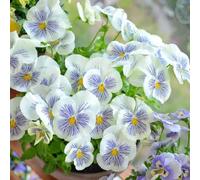 semi di viola del pensiero resistenti - balcone decorazione soggiorno violetta cornuta da giardino per all'aperto perenni 350pcs