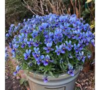 Semi di viola del pensiero resistenti, da giardino roccioso resistenti Viola tricolore, regali sostenibili semi di regali per gli amanti del giardino 150pcs