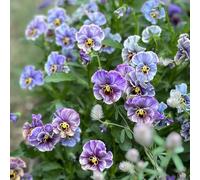 semi di viola del pensiero resistenti - decorazione da balcone da giardino perenni violetta cornuta all'esterno 750pcs