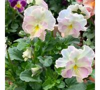 semi di viola del pensiero resistenti - decorazione da balcone giardino perenni di violetta cornuta esotiche all'esterno 400pcs