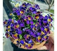 semi di viola del pensiero resistenti - decorazione del balcone violetta cornuta da giardino perenni 350pcs