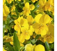 semi di viola del pensiero resistenti - decorazione violetta cornuta perenni estivi da balcone 85pcs