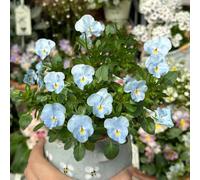 semi di viola del pensiero resistenti - esotiche da balcone violetta cornuta perenne da giardino all'esterno 500pcs