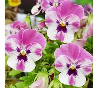 semi di viola del pensiero resistenti - estivi perenni violetta cornuta da balcone decorazione soggiorno giardino 850pcs