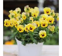 semi di viola del pensiero resistenti - estivi perenni violetta cornuta decorazione del balcone esotiche 200pcs