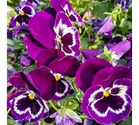 semi di viola del pensiero resistenti - perenni al pieno sole violetta cornuta da giardino da balcone 100pcs