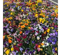 Semi di viola del pensiero resistenti, regali sostenibili Viola tricolore, da giardino resistenti perenni biologici semi di esotiche 800pcs