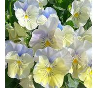 semi di viola del pensiero resistenti - roccioso da giardino violetta cornuta 420pcs