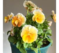 semi di viola del pensiero resistenti - violetta cornuta da giardino balcone perenne decorazione 800pcs