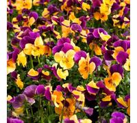 Semi di viola del pensiero - varietà antiche interno giardino sul balcone giardino interno d'appartamento esotiche decorazione del soggiorno rialzata 800pcs