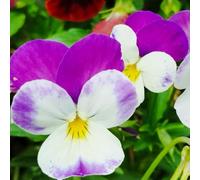 semi di viola del pensiero - vecchie varietà giardino resistenti da balcone decorazione 20pcs