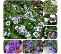 semi di viola profumate, varietà antiche Viola odorata, del giardino di campo perenni resistenti da balcone sono perenni 30pcs
