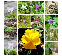 Semi di viola profumati,balcone serra,giardino interno Semi di perenni resistenti,in vaso in vaso resistenti 80pcs