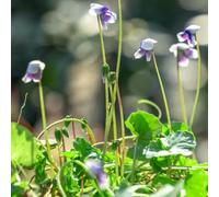 Semi di viola profumati,Giardino decorativo,molto amico e degli insetti giardino to,resistenti all'esterno balcone serra 50pcs