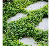 Semi di viola profumati,in vaso resistenti,to colorato da balcone,per luoghi soleggiati balcone serra 60pcs