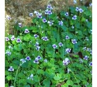 Semi di viola profumati,in vaso resistenti,to colorato d'appartamento,bellissimi luminosi rustiche per il giardino,colorate giardino to,100pcs