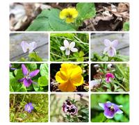 Semi di viola profumati,Le da giardino sono perenni resistenti,per esterni da balcone,per luoghi soleggiati giardino di,decorazione 80pcs