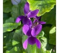 Semi di viola profumati,Semi di perenni resistenti,in vaso Giardino decorativo,molto amico e degli insetti in vaso resistenti 200pcs