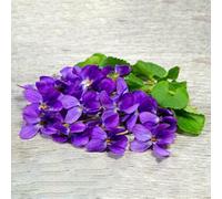 Semi di viola profumati,semi di prati ti,da giardino Semi di perenni resistenti,in vaso in vaso resistenti 60pcs