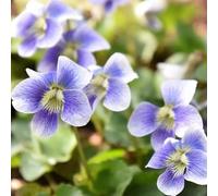 Semi di viola profumati - semi di selvatiche Viola odorata - Le da balcone sono del giardino orto 250pcs
